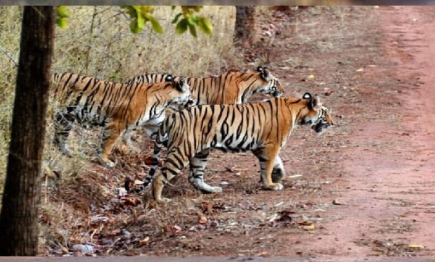 चंबल रीजन के शिवपुरी में मध्य प्रदेश का 9वां टाइगर रिजर्व बनने जा रहा, CM मोहन यादव बोले- सभी औपचारिक