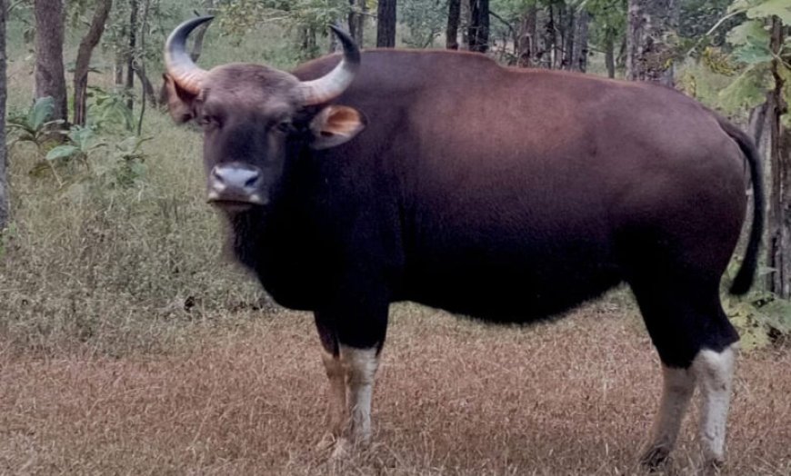 बाँधवगढ़ टाइगर रिजर्व में इण्डियन बॉयसन (गौर) का पुनर्विस्‍थापन